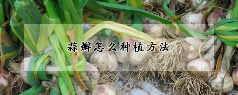 蒜瓣怎么種植方法