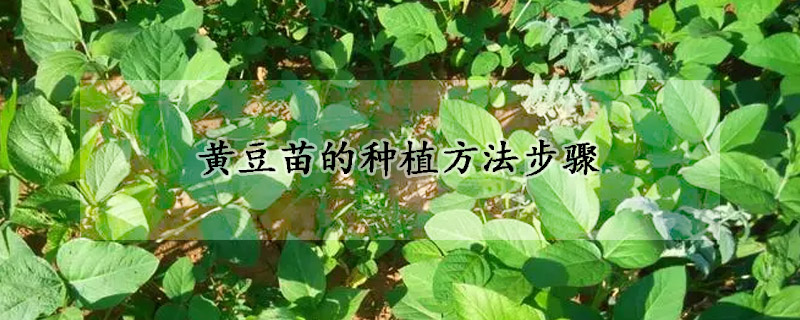 黃豆苗的種植方法步驟