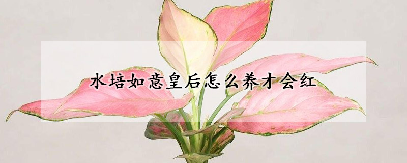 水培如意皇后怎么養(yǎng)才會(huì)紅