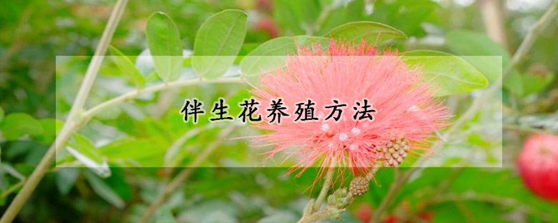 伴生花養(yǎng)殖方法