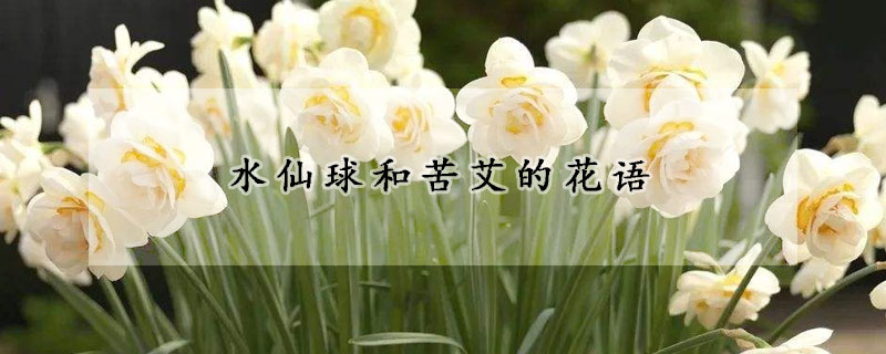 水仙球和苦艾的花語