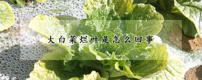 大白菜爛葉是怎么回事