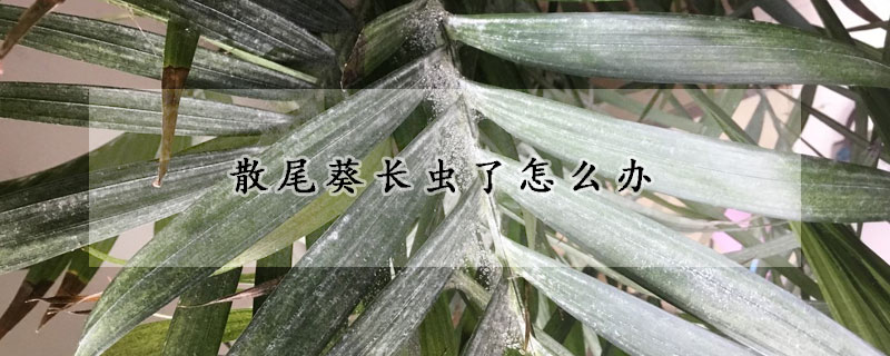 散尾葵長(zhǎng)蟲了怎么辦