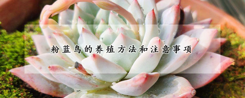 粉藍(lán)鳥的養(yǎng)殖方法和注意事項(xiàng)