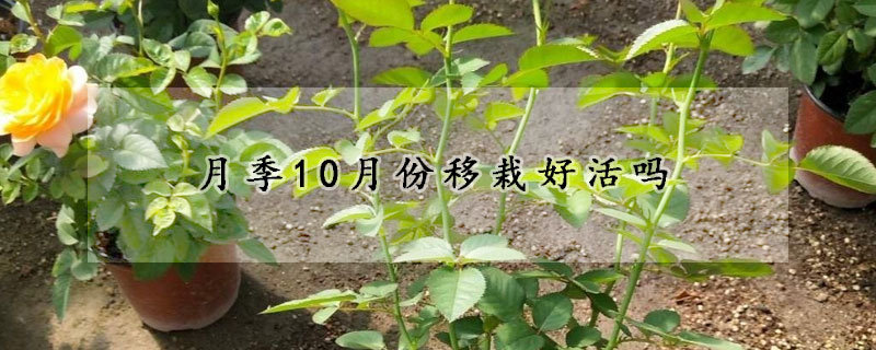 月季10月份移栽好活嗎