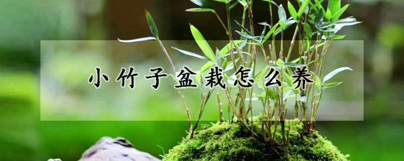 小竹子盆栽怎么養(yǎng)