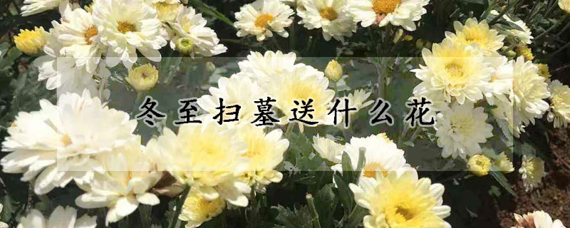 冬至掃墓送什么花