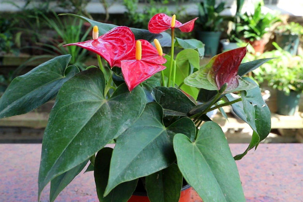 家里最旺財的十種花 室內養十種花最好旺財