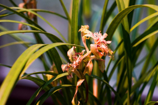 家里最旺財的十種花 室內養十種花最好旺財