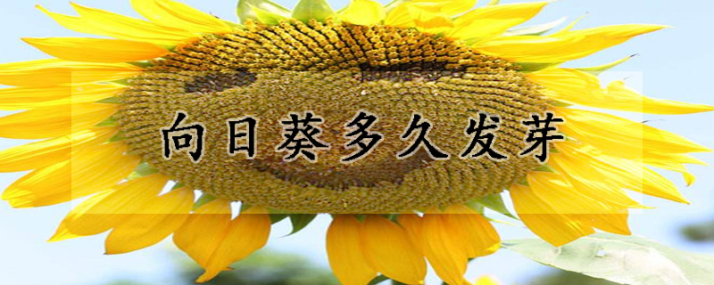 向日葵多久發(fā)芽