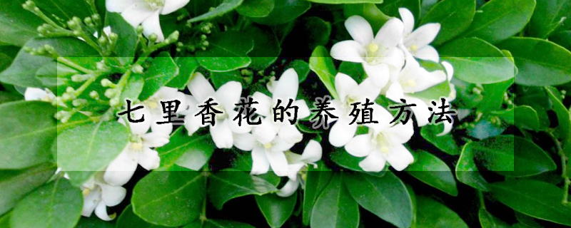 七里香花的養(yǎng)殖方法