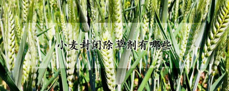 小麥封閉除草劑有哪些