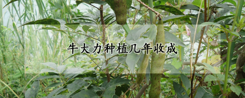 牛大力種植幾年收成