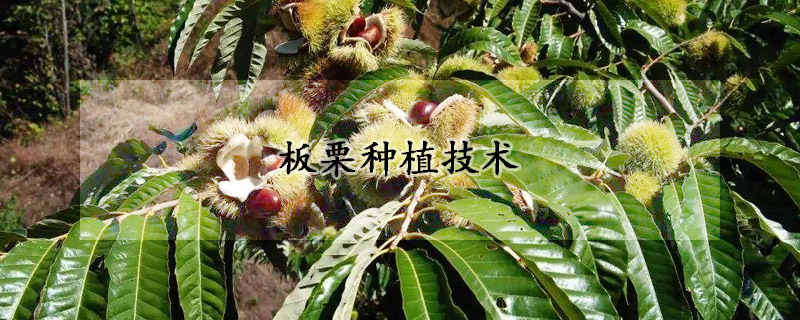 板栗種植技術