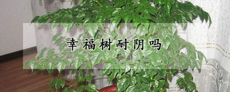 幸福樹耐陰嗎