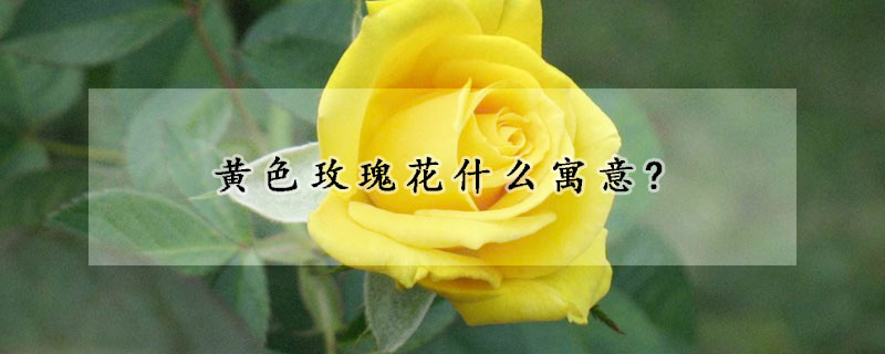 黃色玫瑰花什么寓意?