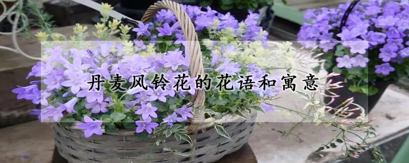 丹麥風鈴花的花語和寓意