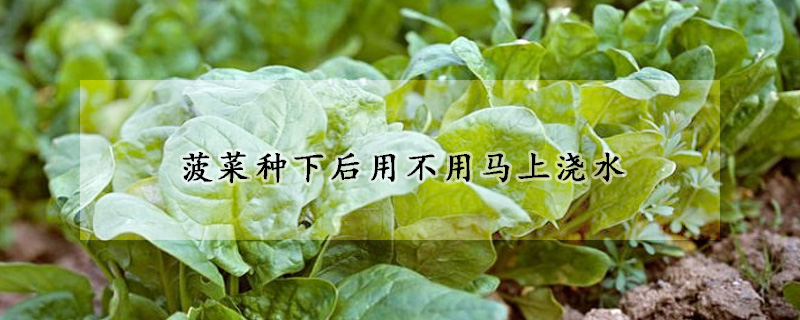 菠菜種下后用不用馬上澆水