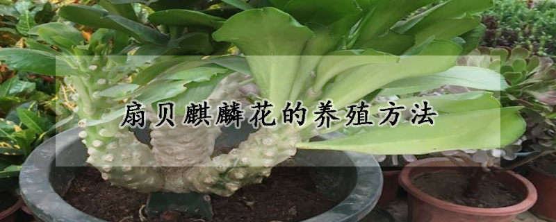 扇貝麒麟花的養(yǎng)殖方法