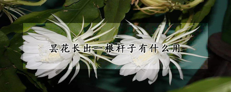 曇花長(zhǎng)出一根桿子有什么用