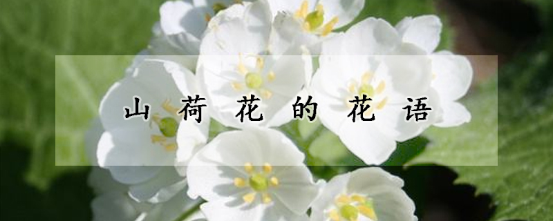 山荷花的花語