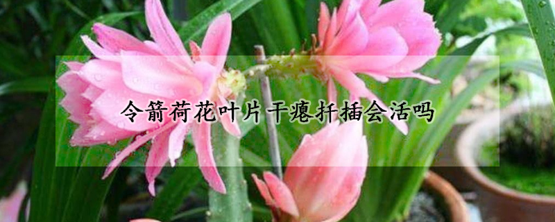 令箭荷花葉片干癟扦插會(huì)活嗎