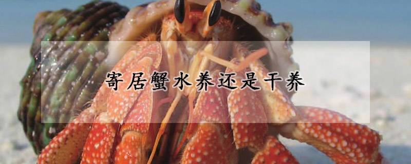 寄居蟹水養(yǎng)還是干養(yǎng)