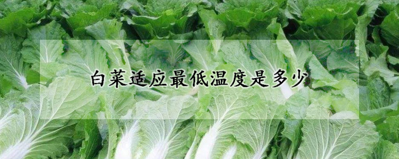 白菜適應(yīng)最低溫度是多少