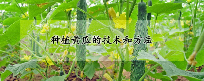 種植黃瓜的技術和方法