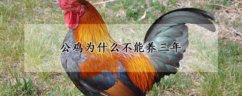 公雞為什么不能養(yǎng)三年