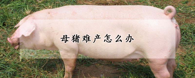 母豬難產(chǎn)怎么辦