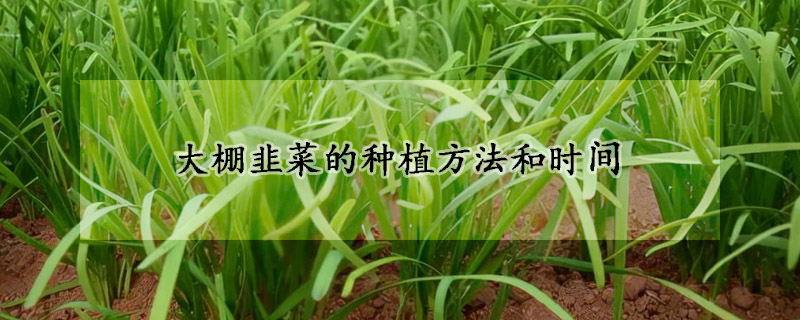 大棚韭菜的種植方法和時(shí)間