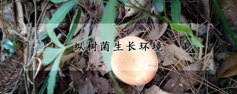 縱樹菌生長環境