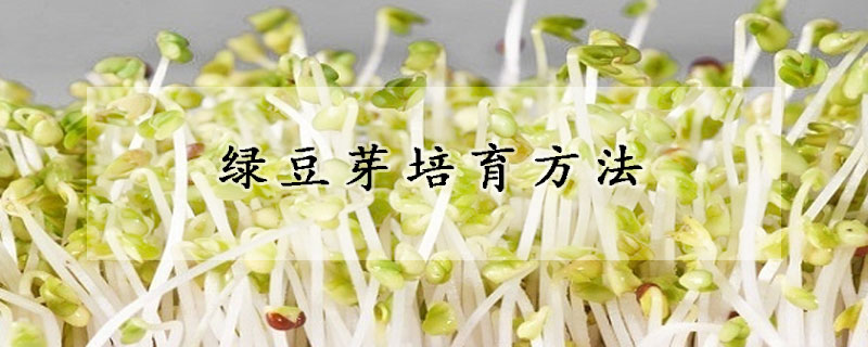 綠豆芽培育方法