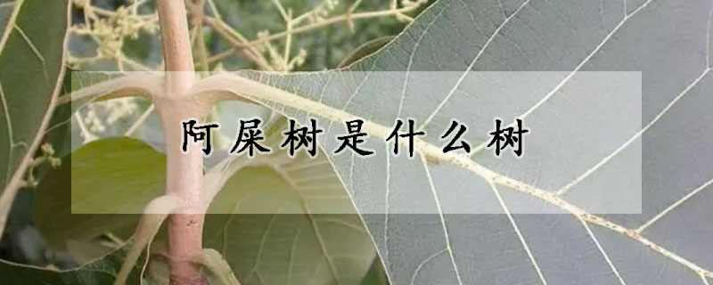 阿屎樹是什么樹