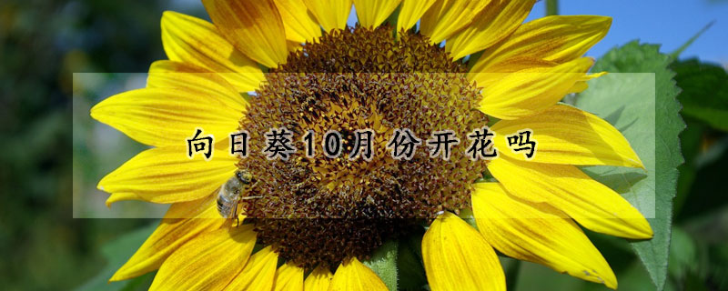 向日葵10月份開花嗎