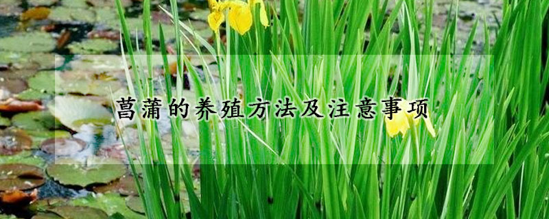 菖蒲的養(yǎng)殖方法及注意事項