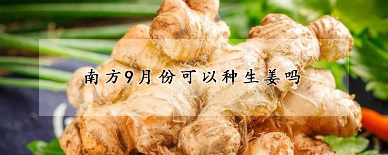 南方9月份可以種生姜嗎