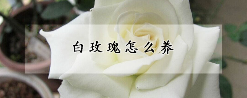 白玫瑰怎么養(yǎng)