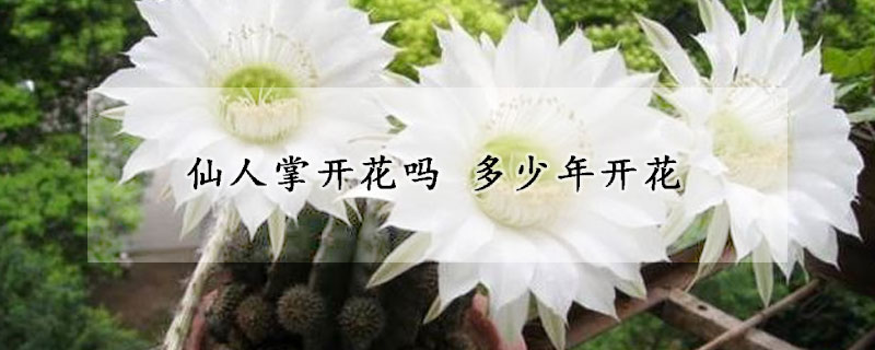 仙人掌開花嗎 多少年開花