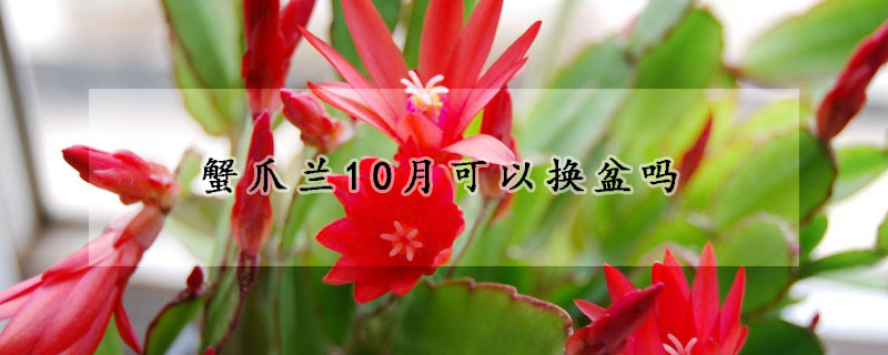 蟹爪蘭10月可以換盆嗎