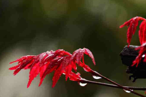 紅楓盆栽的養(yǎng)殖方法和注意事項(xiàng)