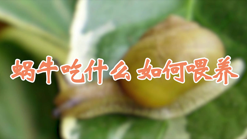 蝸牛吃什么 如何喂養(yǎng)