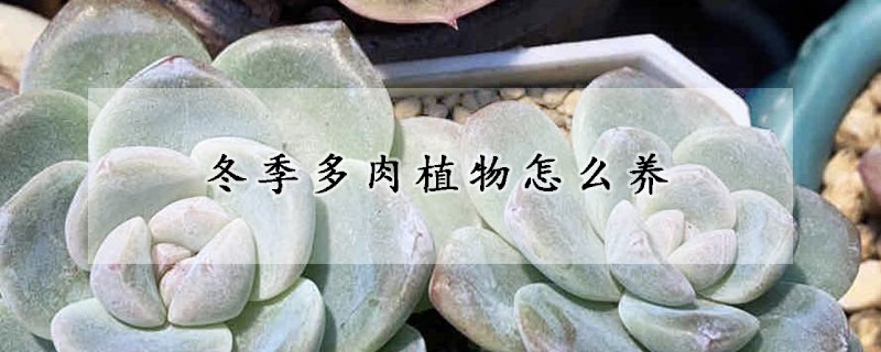 冬季多肉植物怎么養