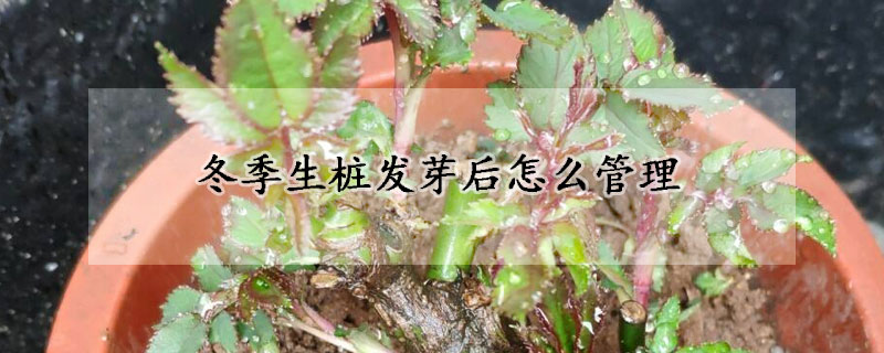 冬季生樁發(fā)芽后怎么管理