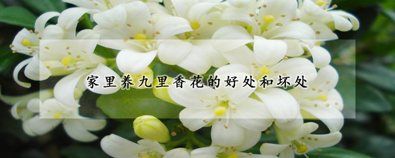 家里養(yǎng)九里香花的好處和壞處