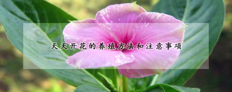 天天開(kāi)花的養(yǎng)殖方法和注意事項(xiàng)