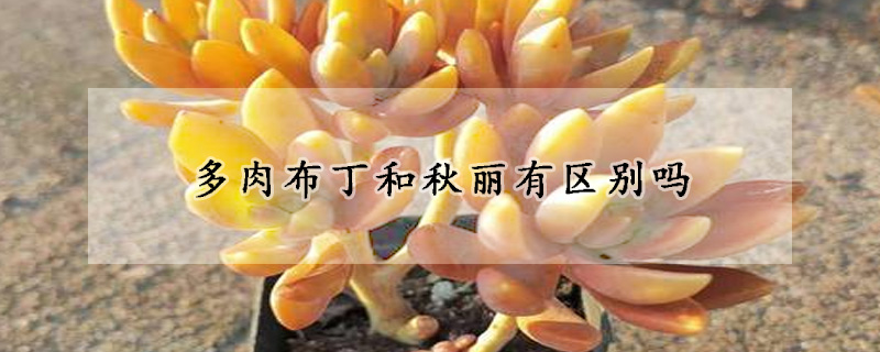 多肉布丁和秋麗有區(qū)別嗎