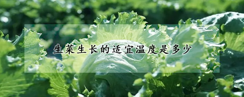 生菜生長的適宜溫度是多少