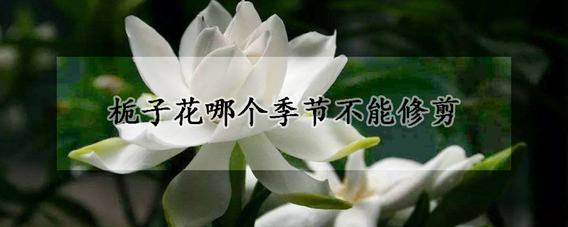 梔子花哪個季節不能修剪